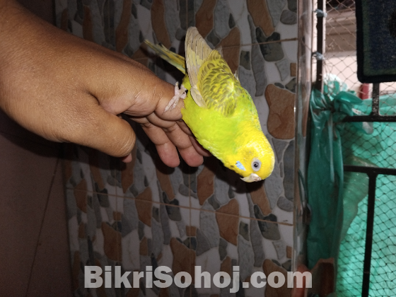বাজিগার পাখি